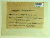 Milesina vogesiaca image